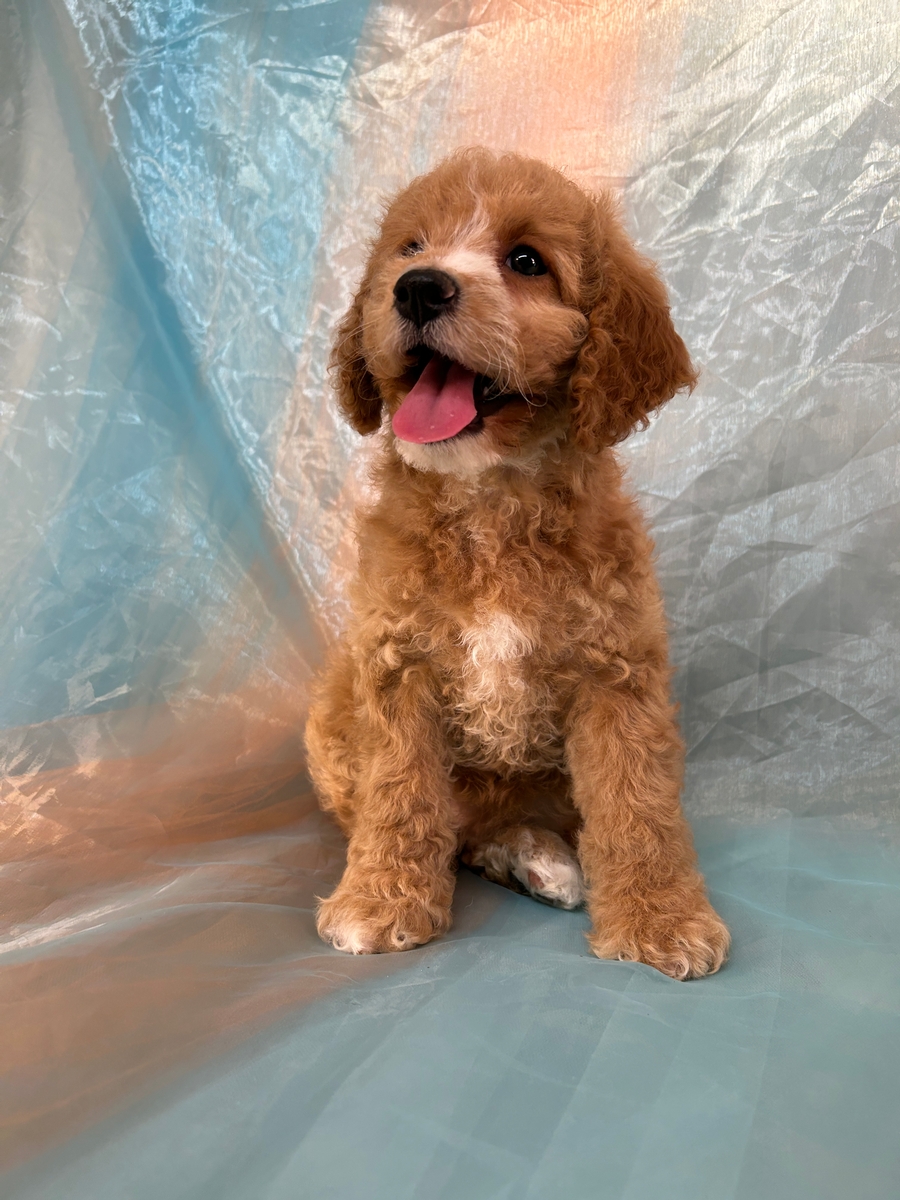 Female Cockapoo Puppy for Sale DOB 3-23-2024 $1200